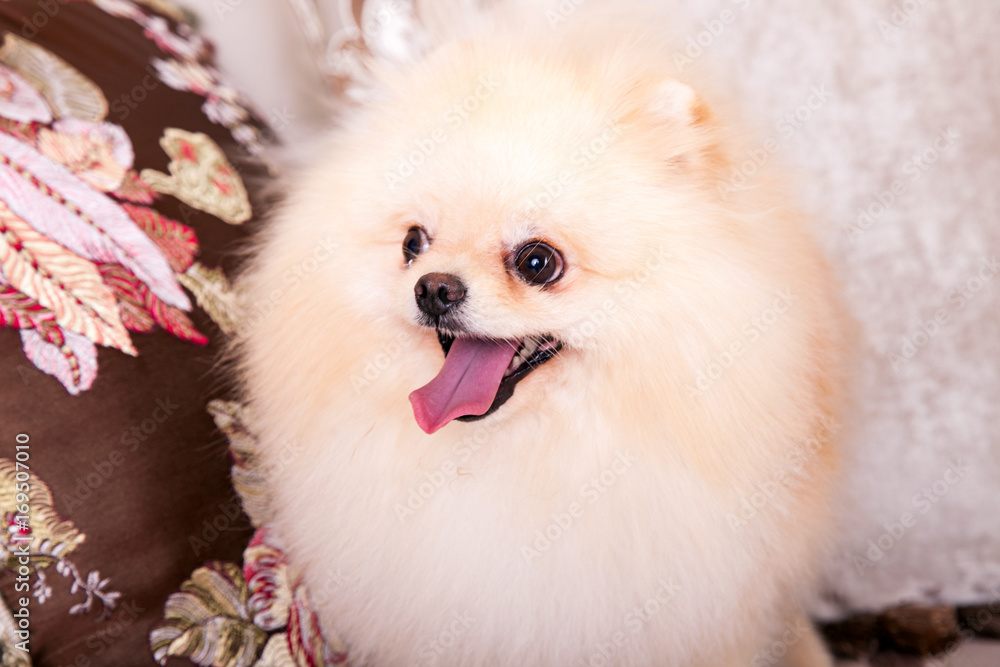 Beautiful fluffy dog pomeranian smiling