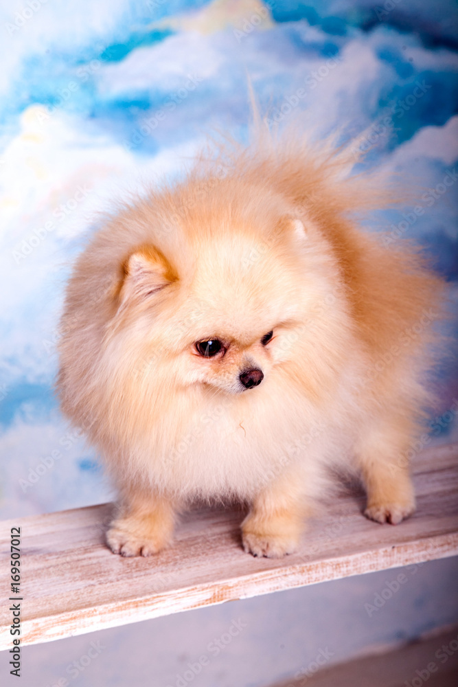 Portrait of a beautiful fluffy dog,