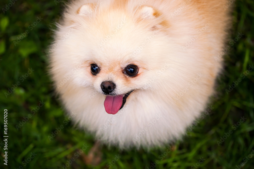Beautiful smiling dog, pomeranian Beautiful smiling dog, pomeranian