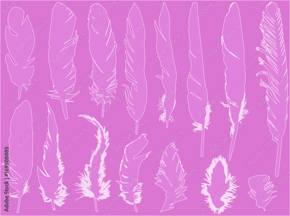 fifteen white feathers outlines isolated on pink