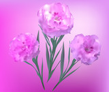 three flowers on pink background