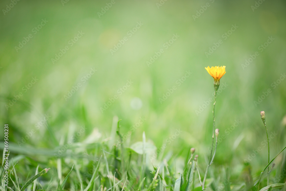 Background from a grass and a flower Background from a grass and a flower