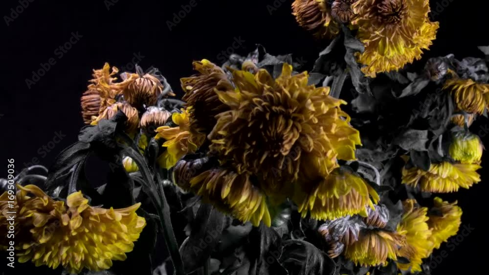 Flower Cinematic time lapse flower Flower Cinematic time lapse flower