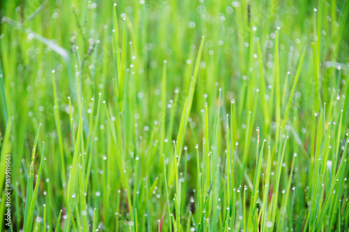 blurred of bokeh on green grass at morning.