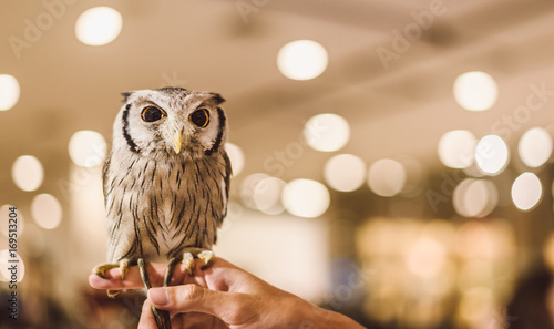 A lovely owl stands on the hands of a man with a bokeh background.