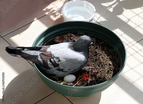 pigeon sitting on eggs in a nest