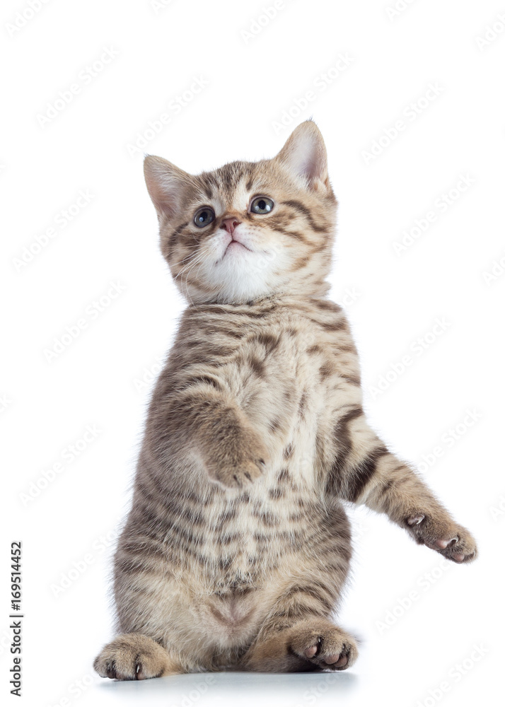 funny playful kitten is standing funny playful kitten is standing