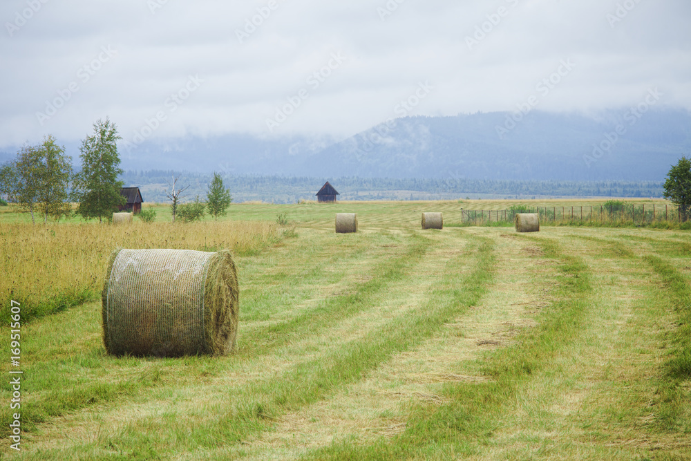 hay bales on a rural field
