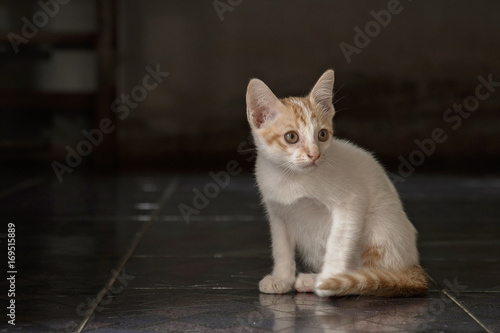 Beautiful thai cat at home © aedkafl