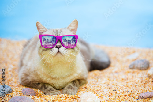 Fototapeta Naklejka Na Ścianę i Meble -  Cat wearing sunglasses relaxing on the beach
