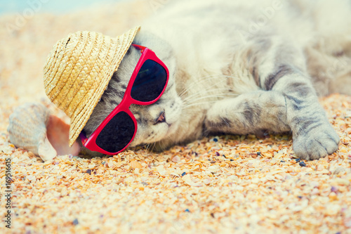 Cat wearing sunglasses and sun hat relaxing on the beach