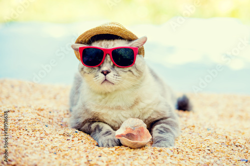 Cat wearing sunglasses and sun hat relaxing on the beach © vvvita