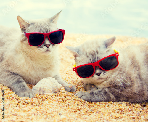 Two cats wearing sunglasses relaxing on the beach