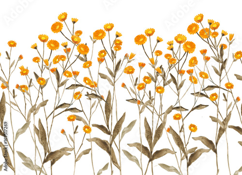 ботаническая иллюстрация, акварельные растения и цветы, полевой букет photo