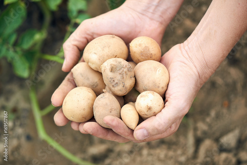 Freshly Harvested Potatoes
Harvesting Potatoes. Fresh Potatoes Dig From Ground With hands.