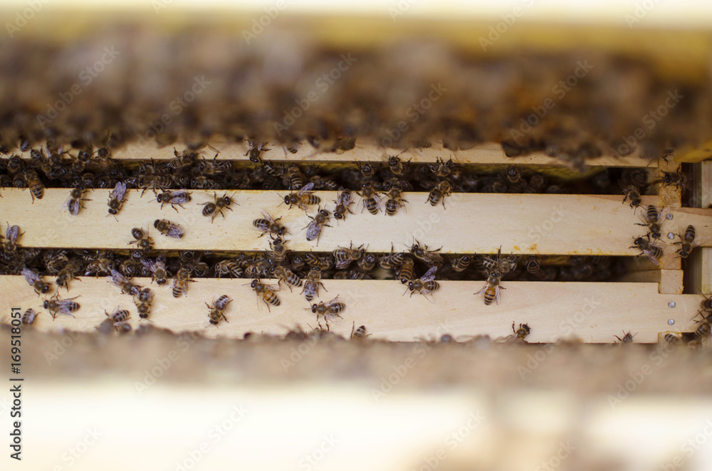 Bee colony on the honeycombs. Beekeeping and getting honey. Hive on the background Bee colony on the honeycombs. Beekeeping and getting honey. Hive on the background