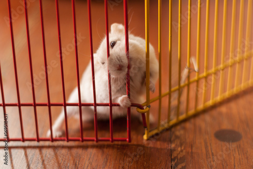 A hamster is in a cage. The hamster looks out of the cage