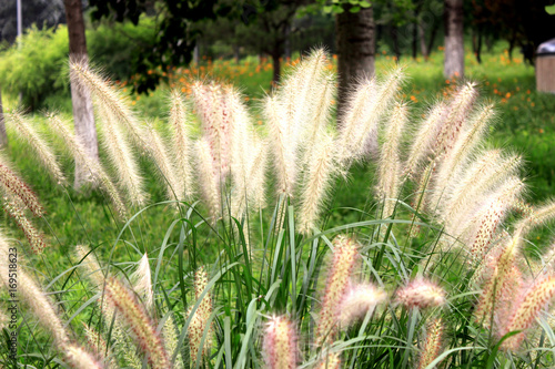 dog's tail grass in a great green meadow