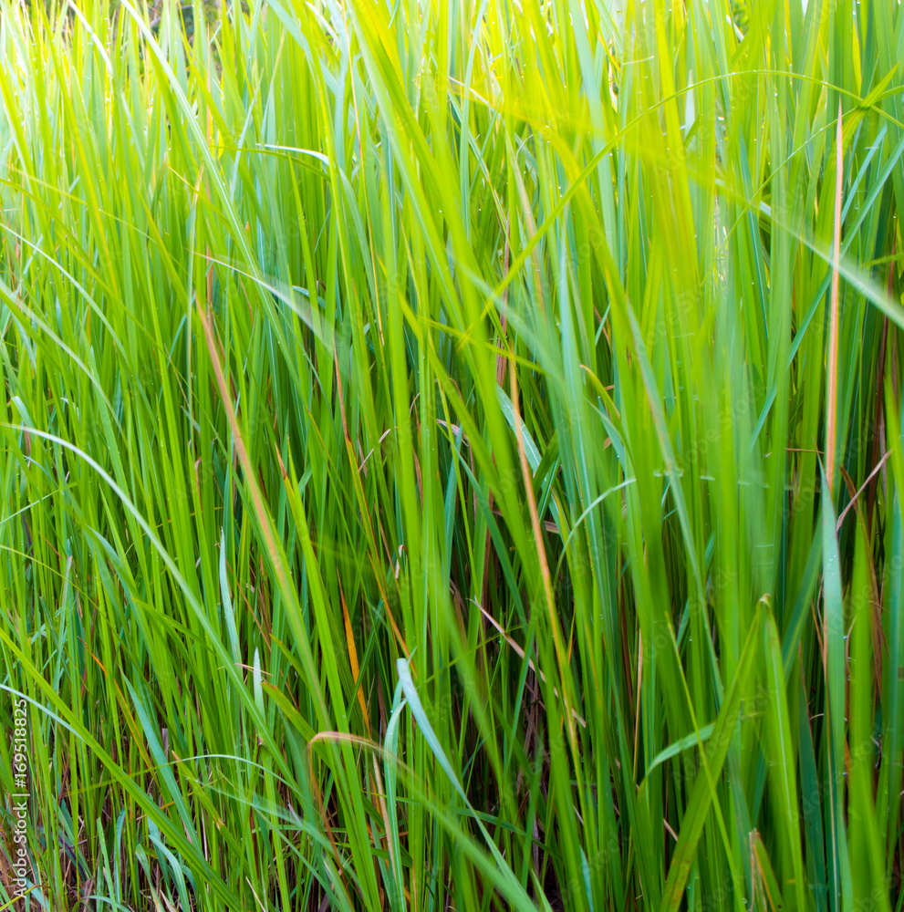 Freshness verdant green of Vetiver Grass blade Freshness verdant green of Vetiver Grass blade