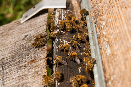 Plenty of bees at the entrance of beehive in apiary. © kostik2photo