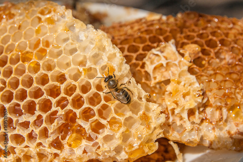 Close up view of the working bee on the honeycomb with sweet honey. Sweet honey in the white plate on wooden background.