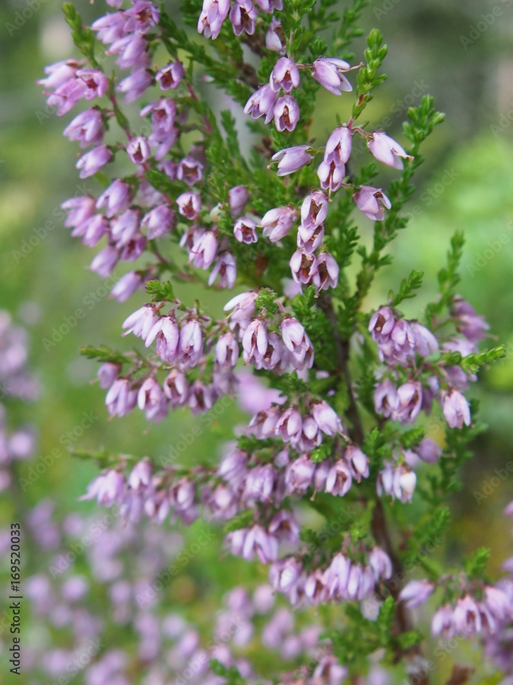the Heather bloomed in the forest