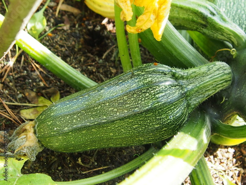 courgettes grow in the garden