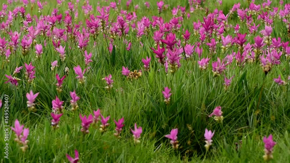 Siam tulip, the pink flowers in Chaiyaphum province, Thailand. Siam tulip, the pink flowers in Chaiyaphum province, Thailand.