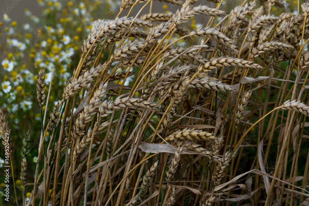 Fototapeta premium Reifes Getreide auf dem Halm
