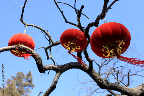 Red lantern and pink peach blossom hanging in the tree photo