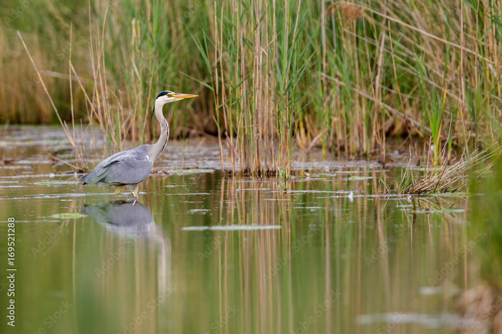 Naklejka premium Ein Graureiher (Ardea cinerea) watet auf Nahrungsuche durch einen Teich in Frankfurt, Deutschland, Europa.
