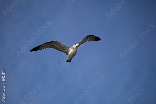 Flying seagull against the blue sky background. Wild nature of Russia.