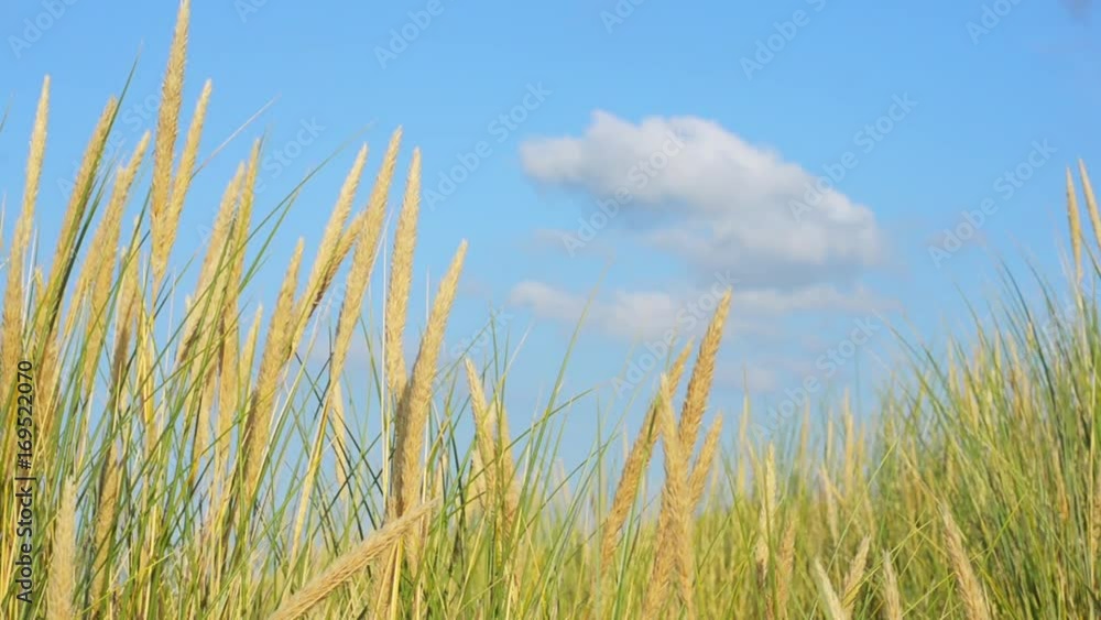 beach grass coastal defence North Sea Frisian islands close with blue sky cloud beach grass coastal defence North Sea Frisian islands close with blue sky cloud