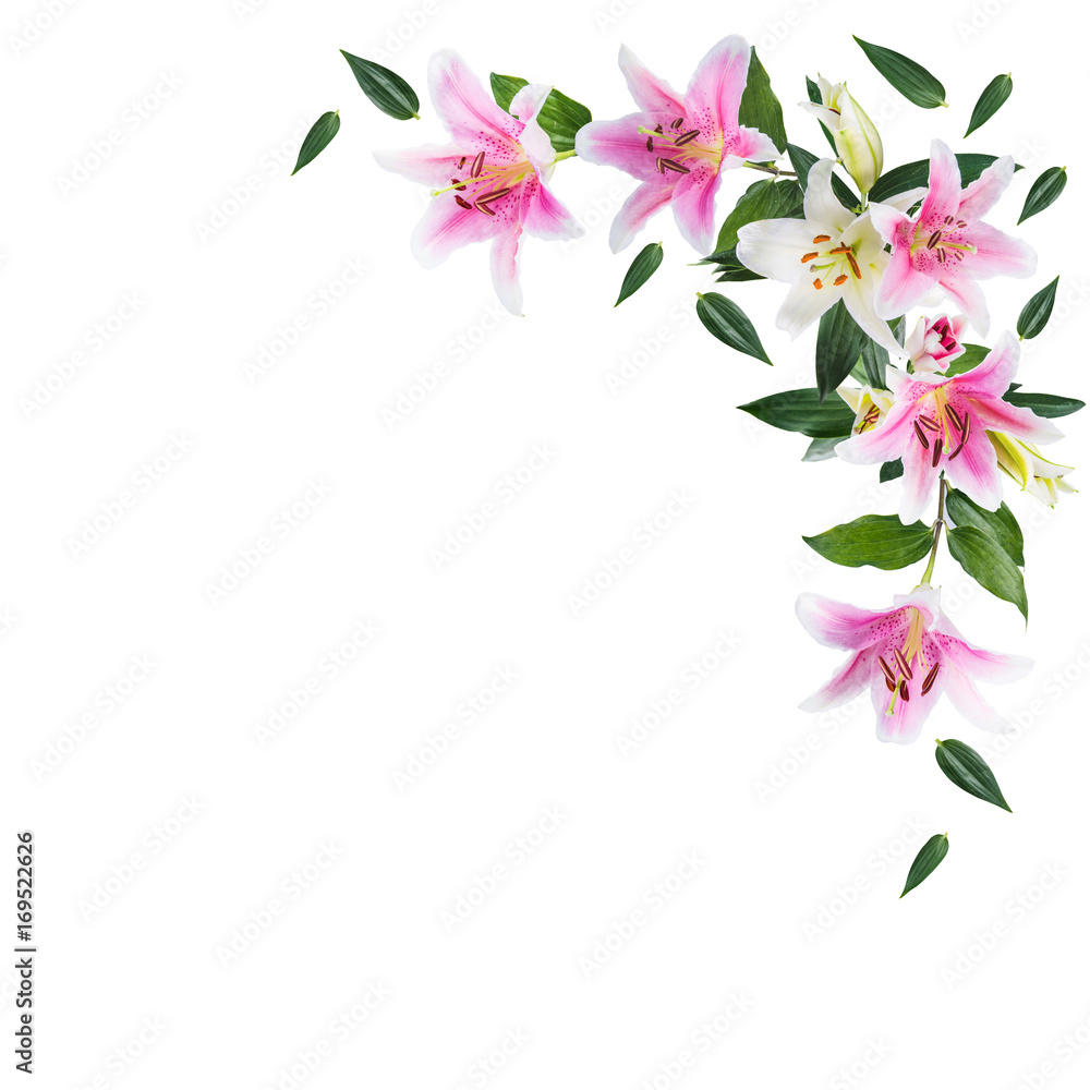flower lily on a white background with copy space for your message