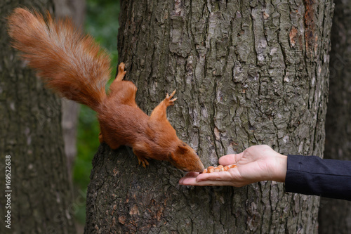 The girl feeds Squirrel on hazelnuts © mizinra