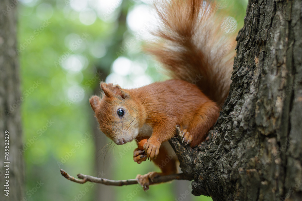 The girl feeds Squirrel on hazelnuts The girl feeds Squirrel on hazelnuts