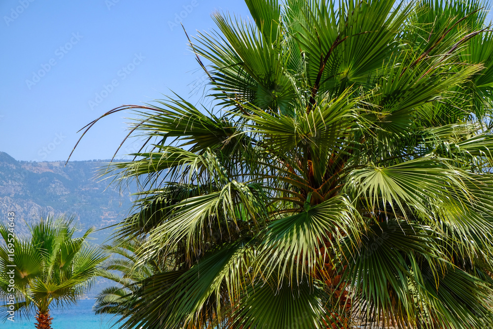Beautiful tropical palm on blue sky background Beautiful tropical palm on blue sky background