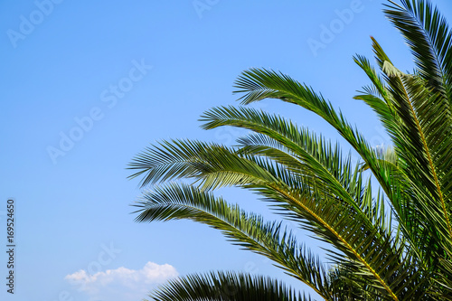 Beautiful tropical palm on blue sky background