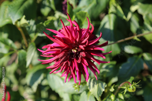Fototapeta Naklejka Na Ścianę i Meble -  Garden / Dahlia - a very beautiful autumn colors