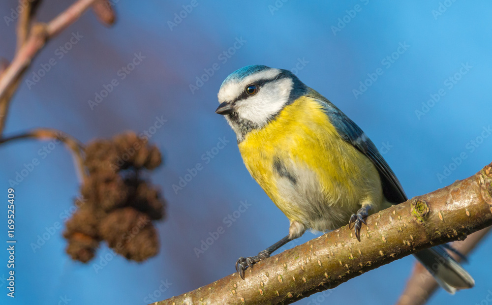 Fototapeta premium blue tit sitting on a branch