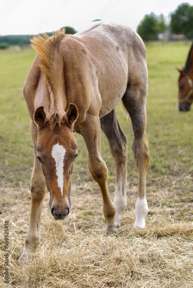 Fototapeta premium horse and foal