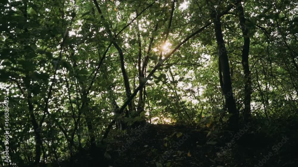 Camera is moves smoothly through the green thickets on the shore of the lake. Camera is moves smoothly through the green thickets on the shore of the lake.