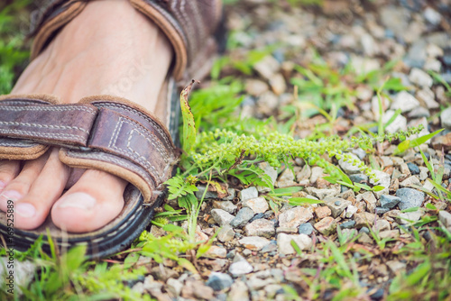 Male feet trample ambrosia, causing allergy in many people photo