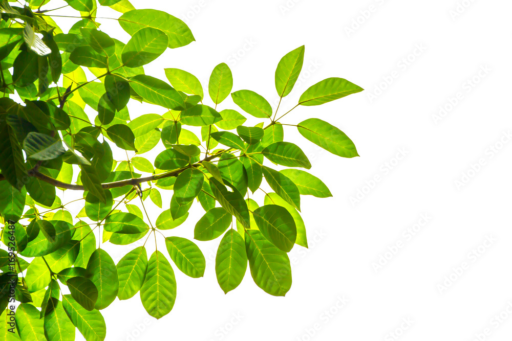 Green leaf and branches on white background Green leaf and branches on white background