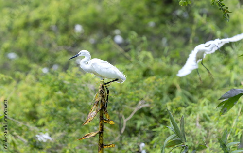 The white stork is hunting in the jungle. These birds are grouped and should be preserved in the natural world