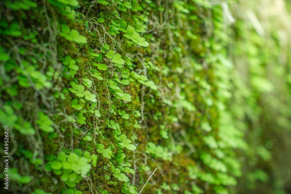 Green fern and moss in forest Green fern and moss in forest