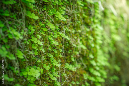 Green fern and moss in forest