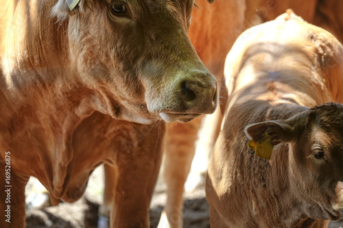 Cows on the Pasture photo