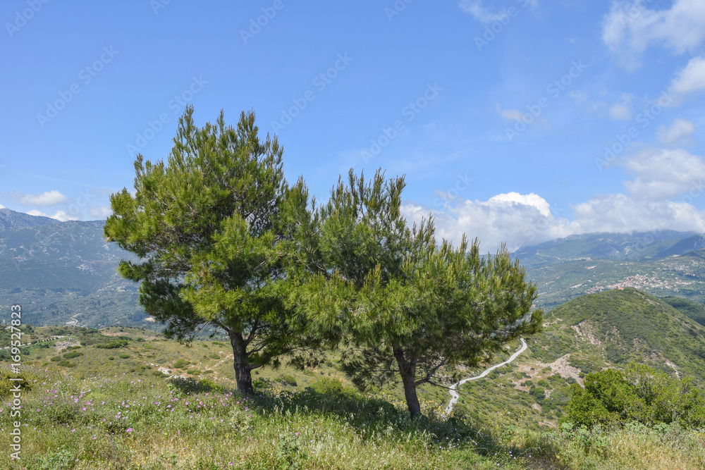 Two trees on mountain
