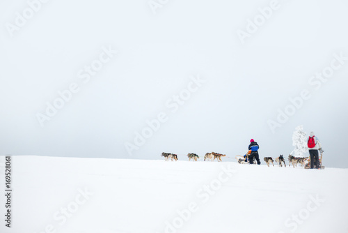 Husky dog sledding in Lapland, Finland